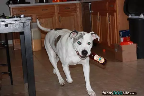 Fetching You A Beer