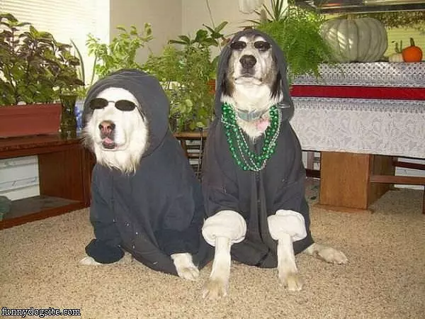 Gang Dogs