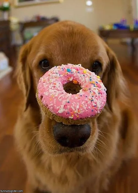 Can I Have This Donut Please
