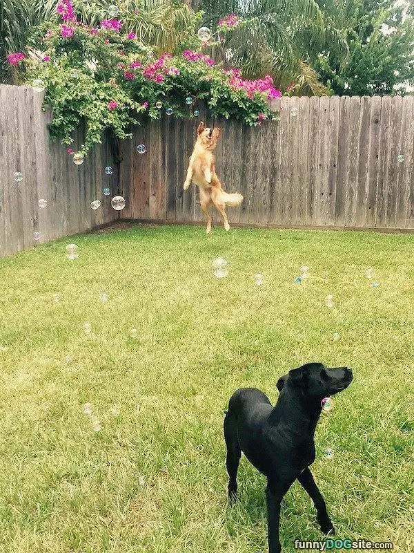 Jumping For Bubbles
