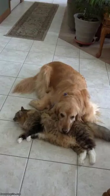 This Fluffy Pillow Is Nice