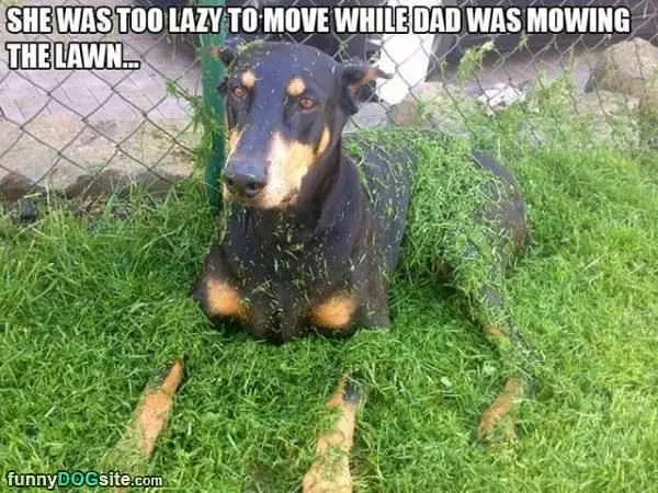 Too Lazy To Move
