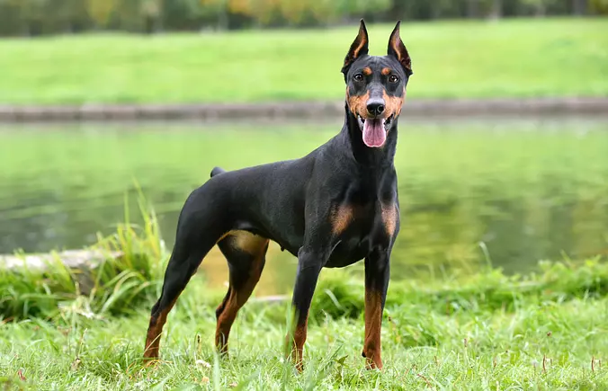 Black German Pinscher