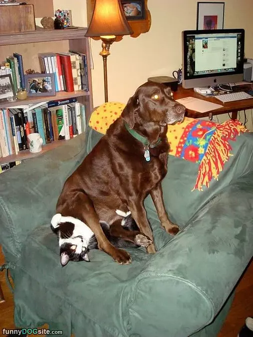 Fuzzy Seat