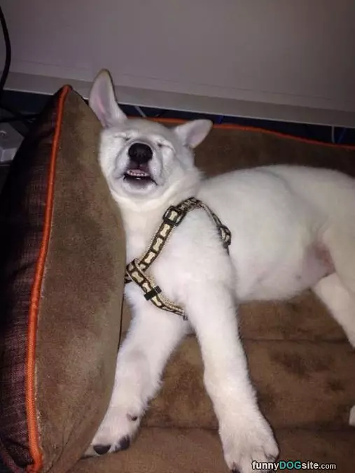 Such A Sleeeeepy Day