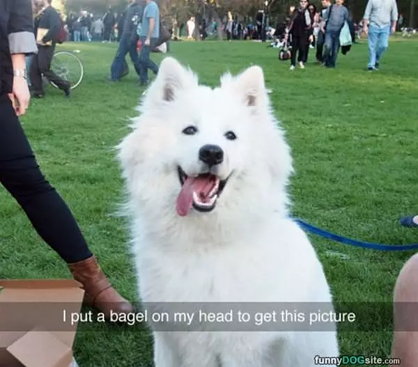 Put A Bagel On My Head