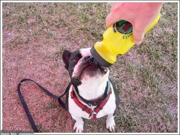Sippy