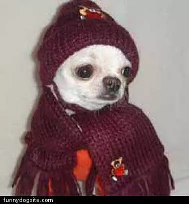 Dog All Bumdled Up