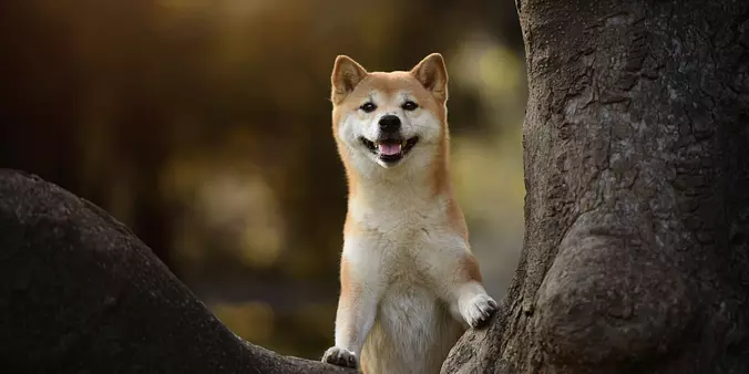 Shiba Inu Standing on a Tre...