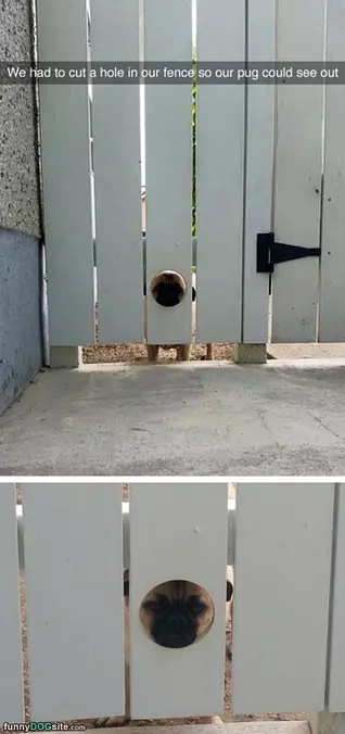 The Pug Viewing Area