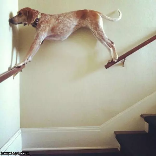 The Balancing Dog