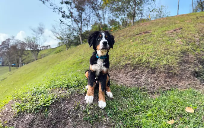 bernese-mountain-dog