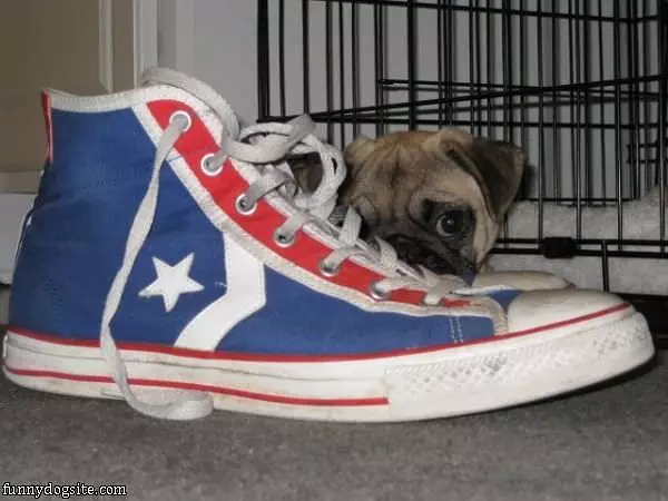 I Has A Sneaker