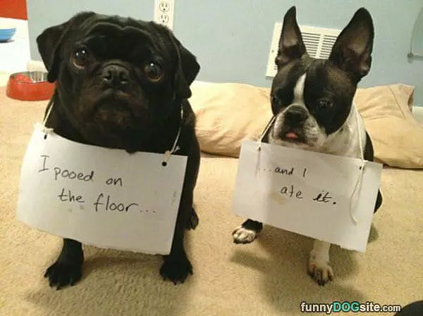 I Pood On The Floor