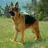 German Shepard