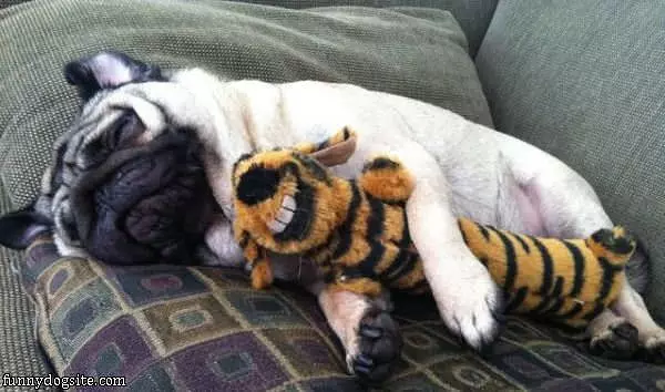 Asleep With My Teddy
