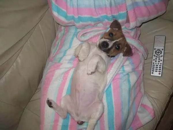Marco The Dog