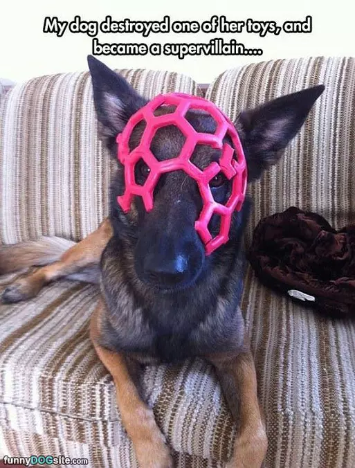 My Dogs Mask