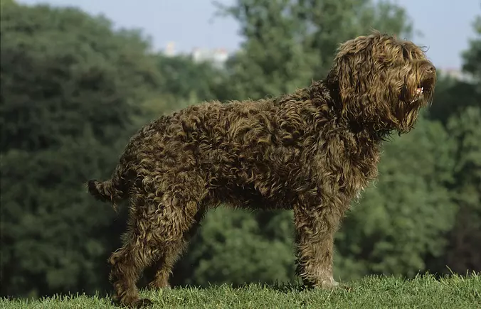 barbet dog body