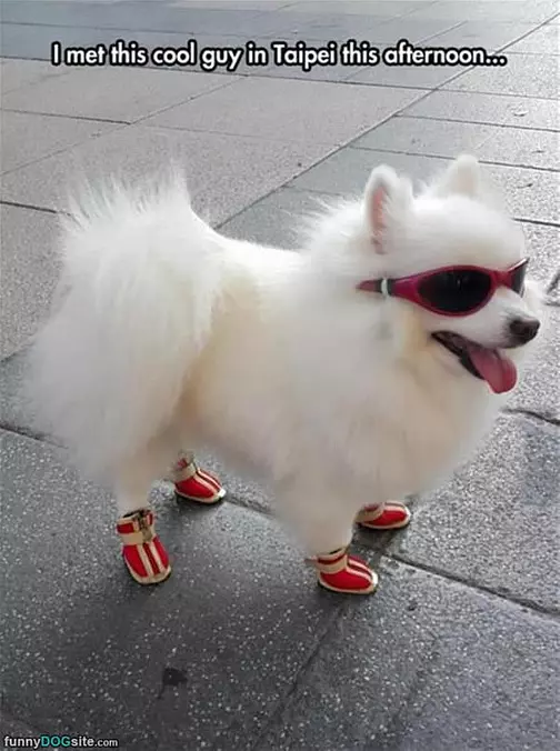 Met This Cool Dog