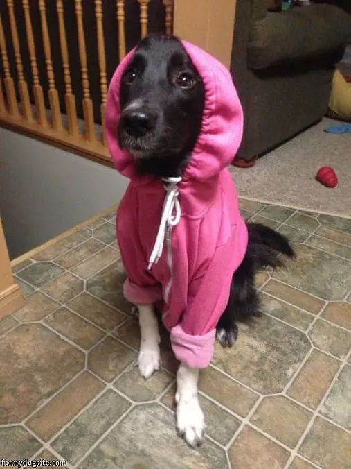 My Sweatshirt