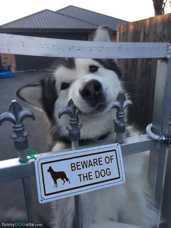 Beware Of The Happy Dog