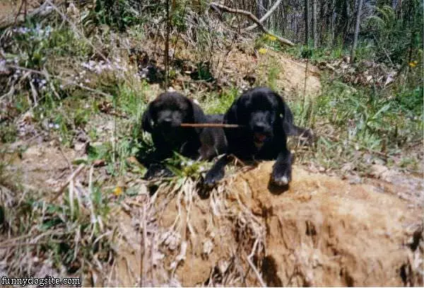 Sharing Our Stick