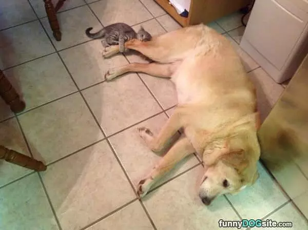 I Got You Dog
