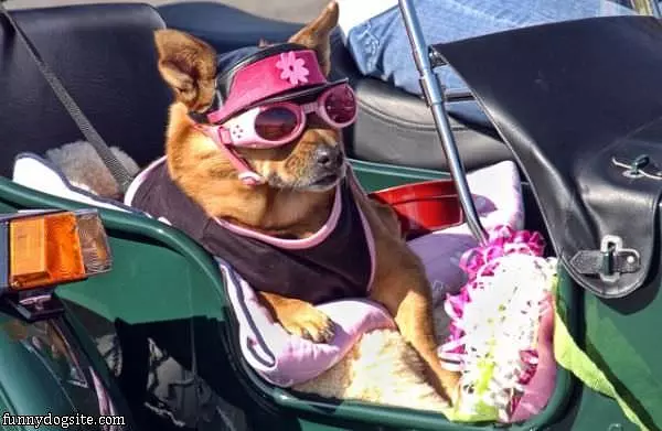 Cool Dog