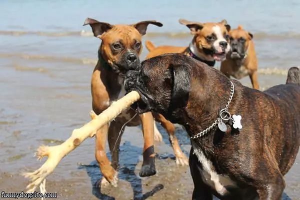 Everyone Wants The Stick