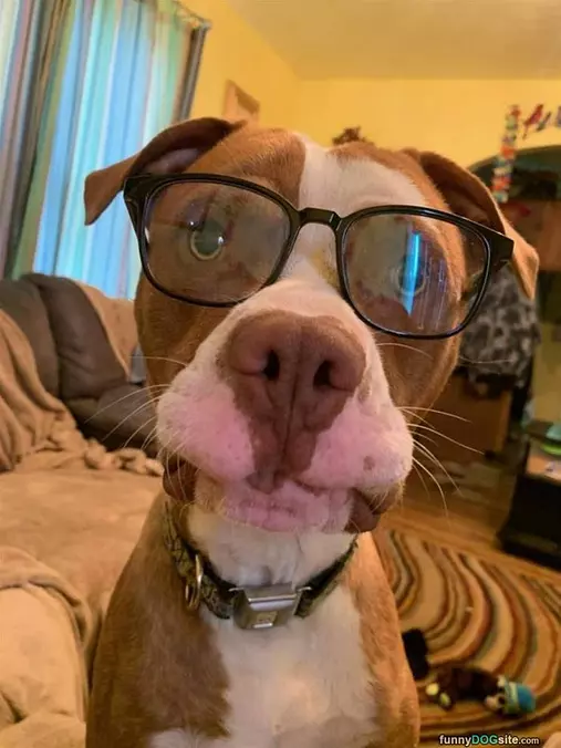 The Glasses