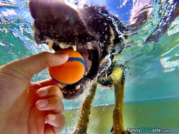 Under Water Fetch