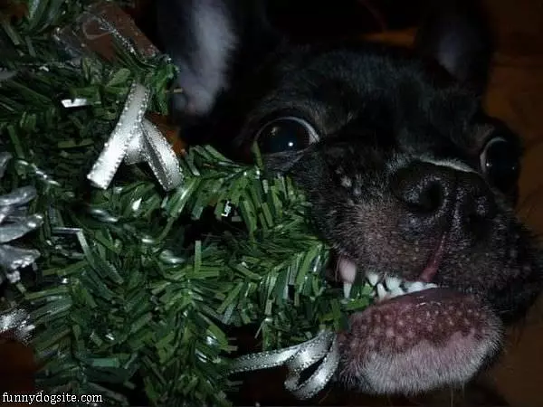 Christmas Tree Nom Nom