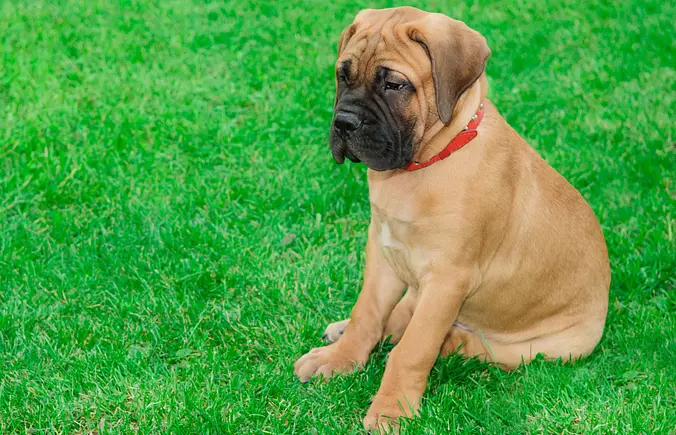 baby Bullmastiff