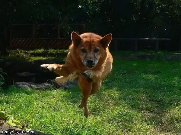 The Amazing Flying Dog
