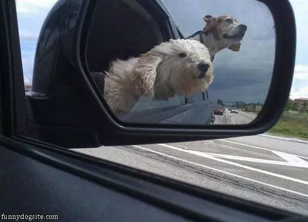 Enjoying The Ride