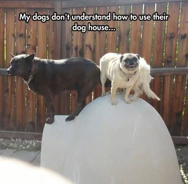 Dog Houses