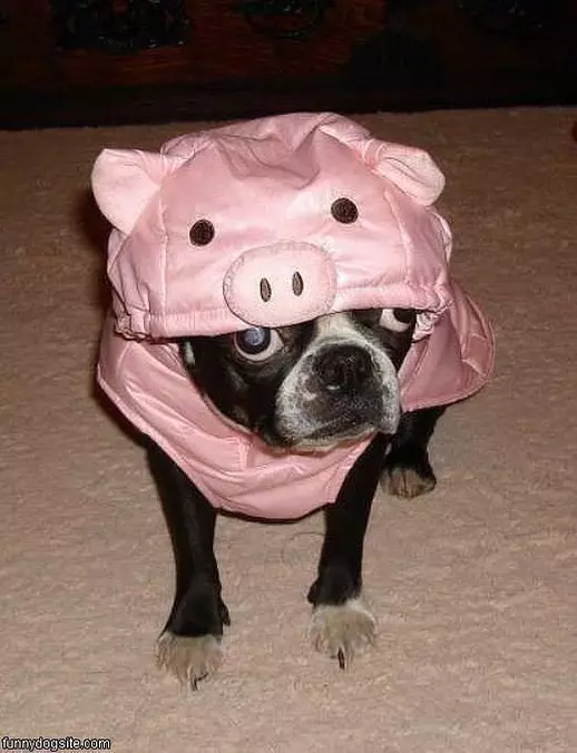 Dog Is A Pig