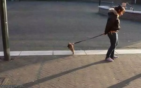 Dog Really Wants