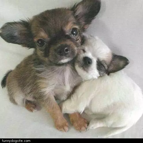 Hugging Dogs