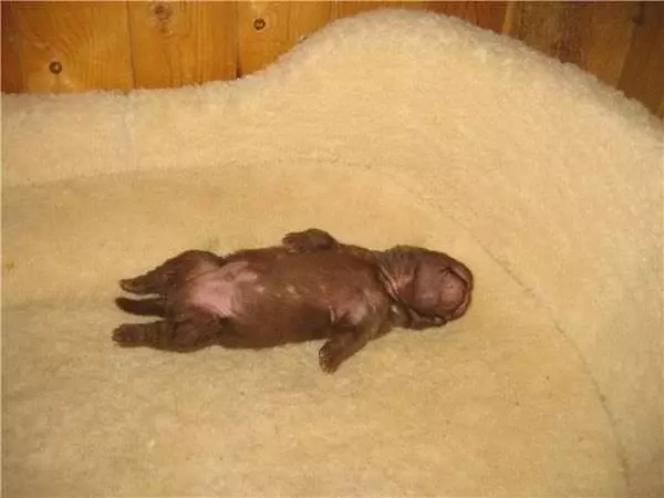 I Sleep How I Want