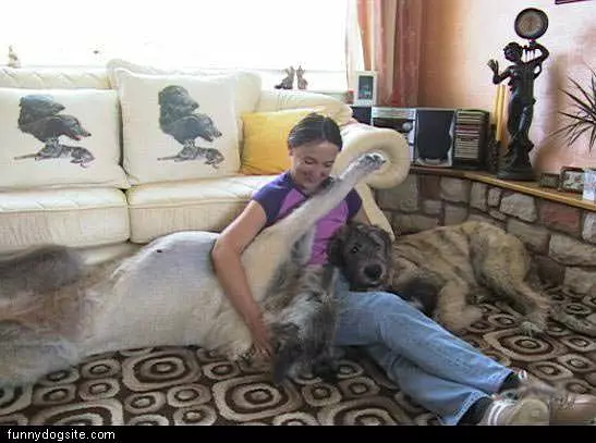 Thats A Big Dog