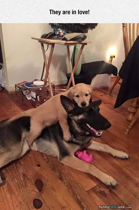 They Are In Love