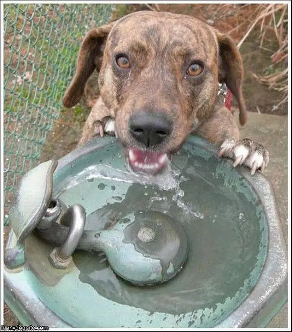 Fountain