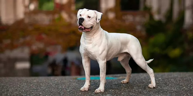 White American Bulldog