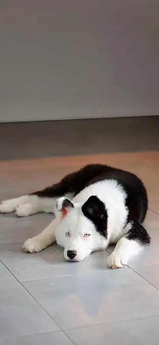 Yakutian Laika in the livin...