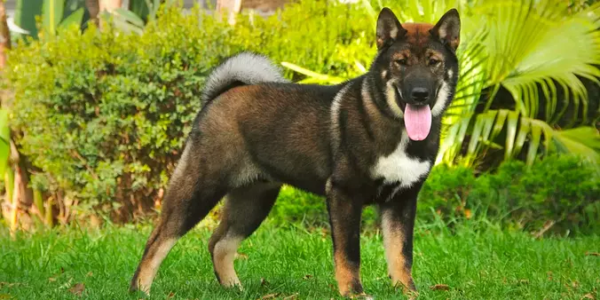 black and brown shikoku dog...