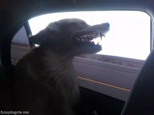 I Love The Car Rides