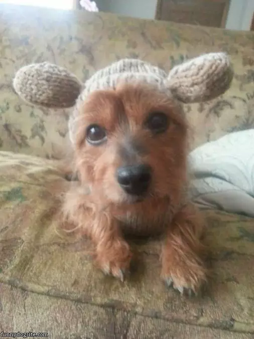 My Little Ears
