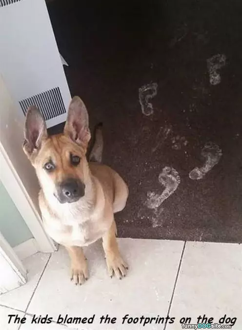 Not Sure Those Are The Dog